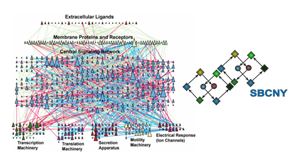 Introduction to Systems Biology