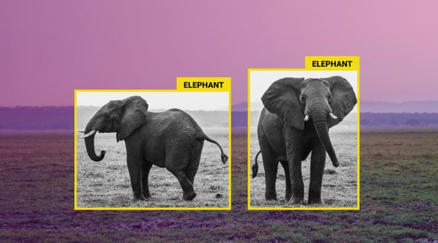 Protecting Endangered Animals With AI