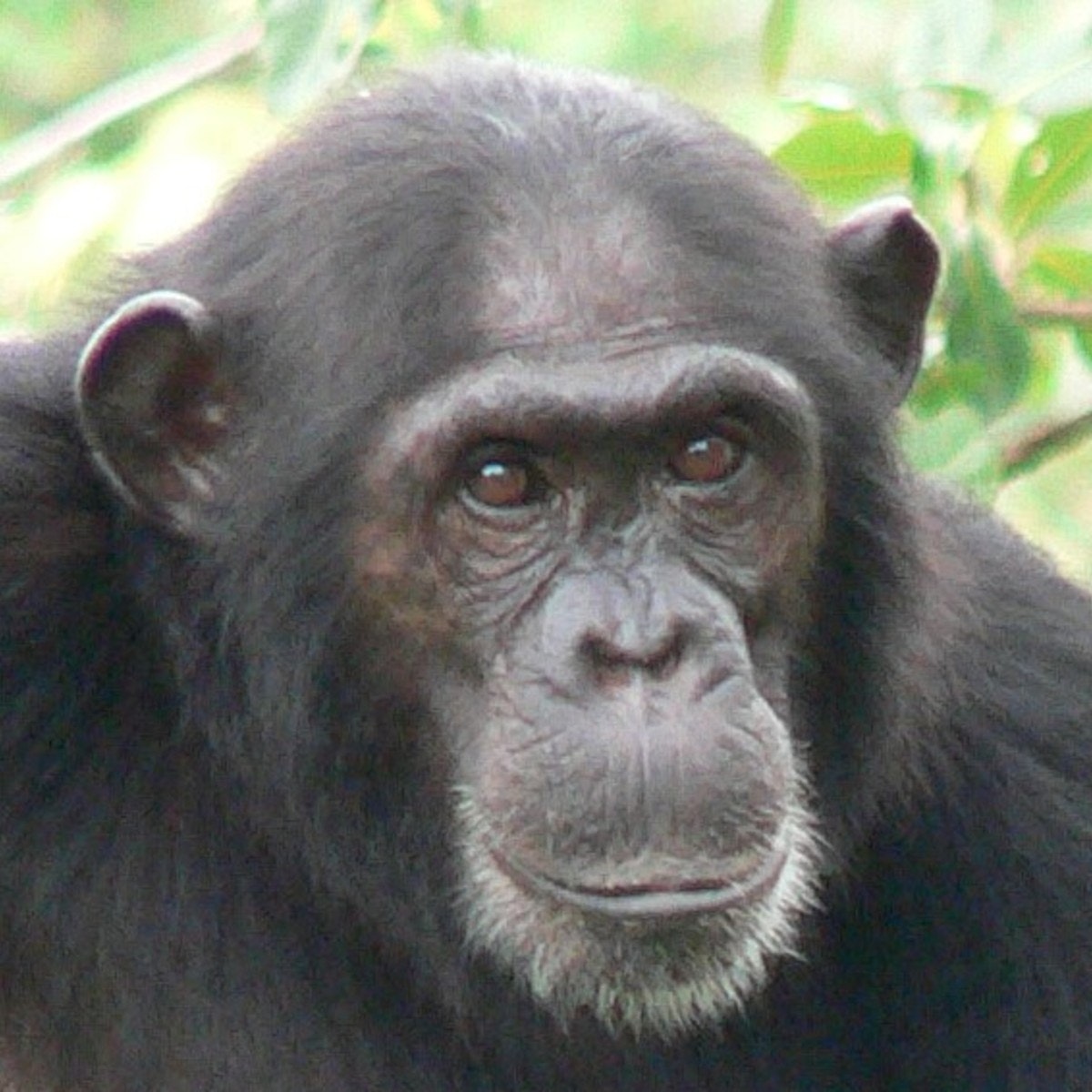 Chimpanzee Behavior and Conservation | Datafloq