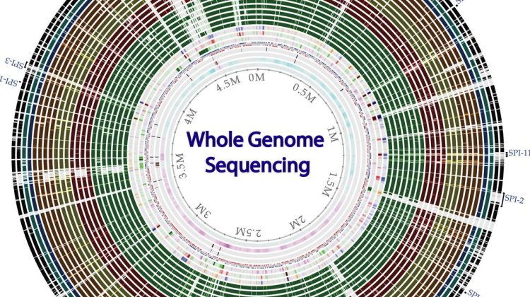 Whole Genome Sequencing Of Bacterial Genomes Tools And Applications   Whole Genome Sequencing Of Bacterial Genomes Tools And Applications Img 750x420 