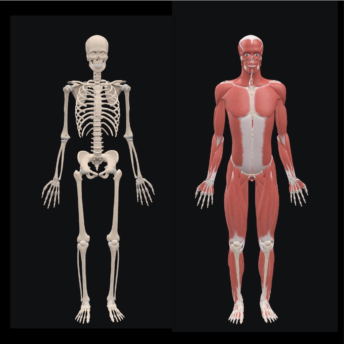 Fundamental Sports Related Musculoskeletal Anatomy Datafloq