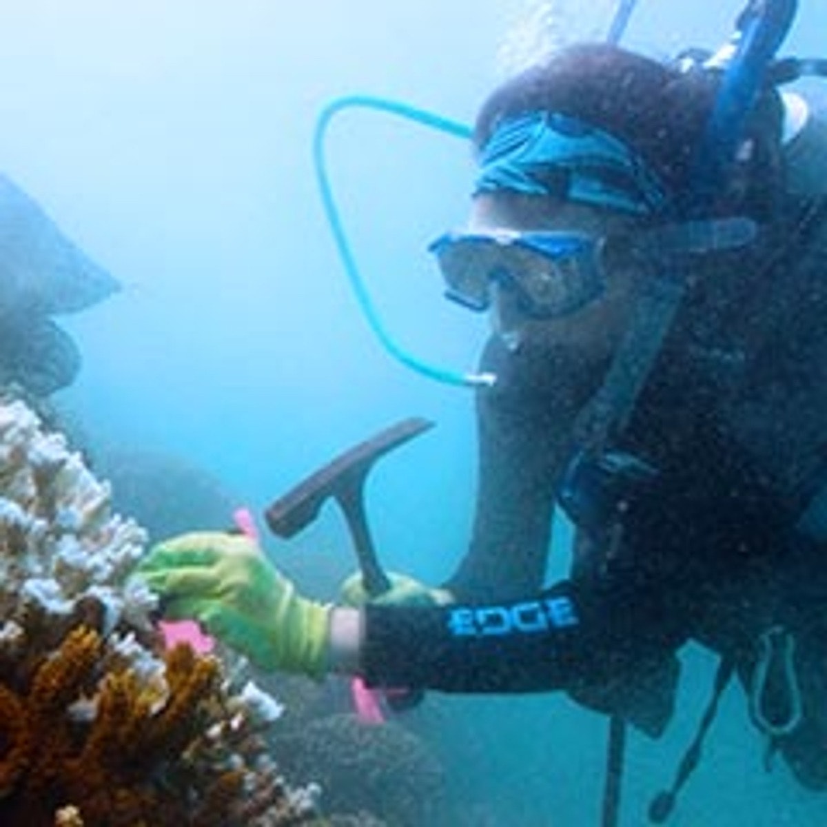 Marine Biology Datafloq