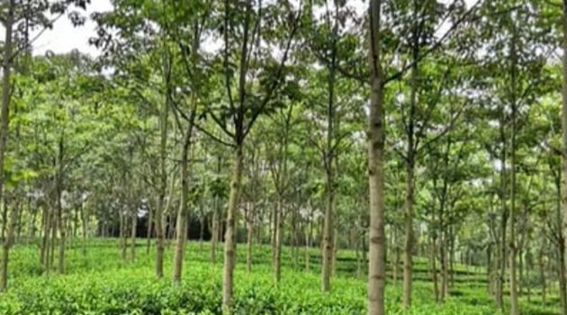 Agroforestry I: Principles and Practices